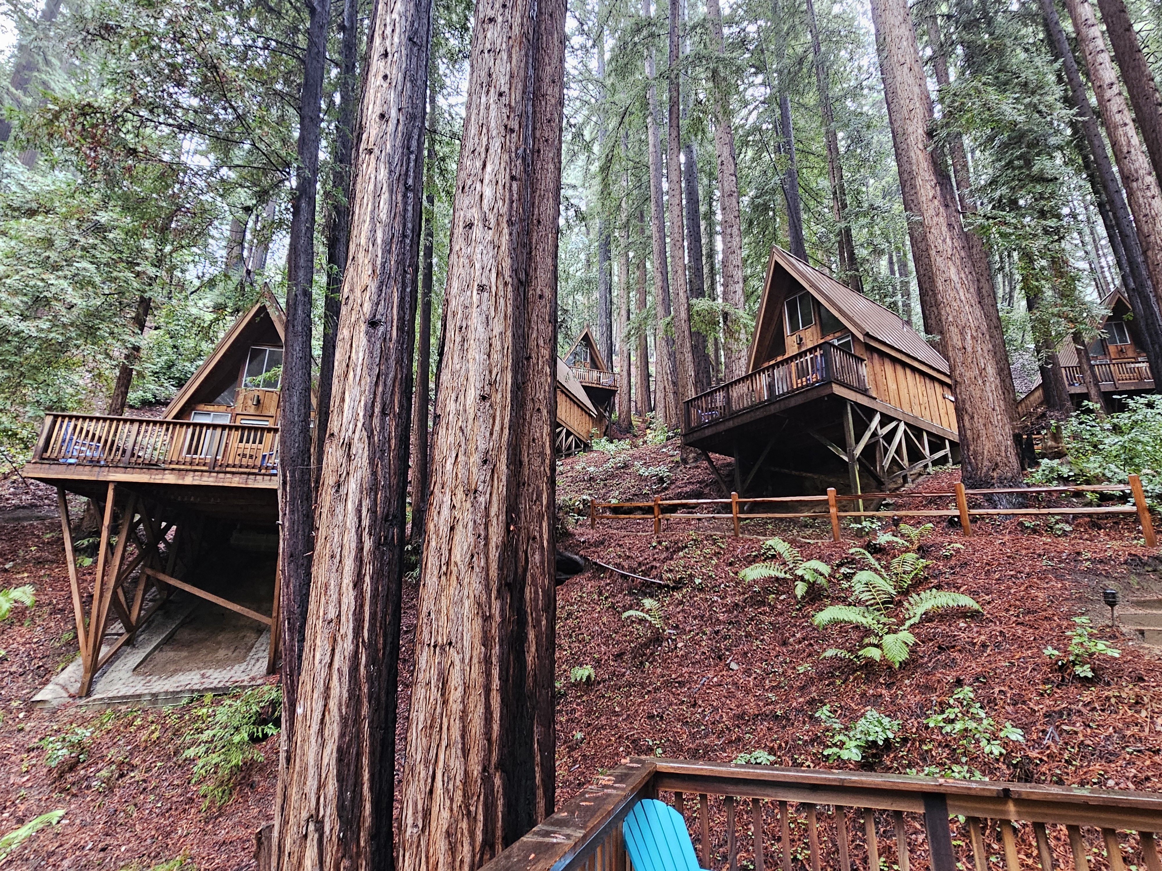 Image of A-frame cabins nestled in the redwoods. These are the cabins located at the wedding venue